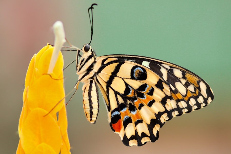 SEO transition