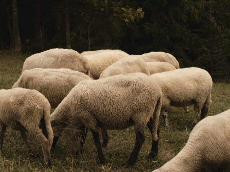 Photo 羊肉燉白蘿蔔