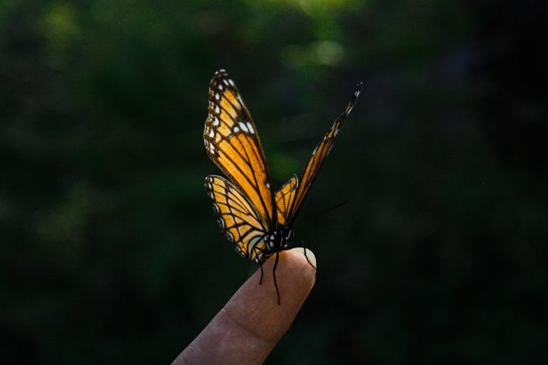 Photo AI transformation