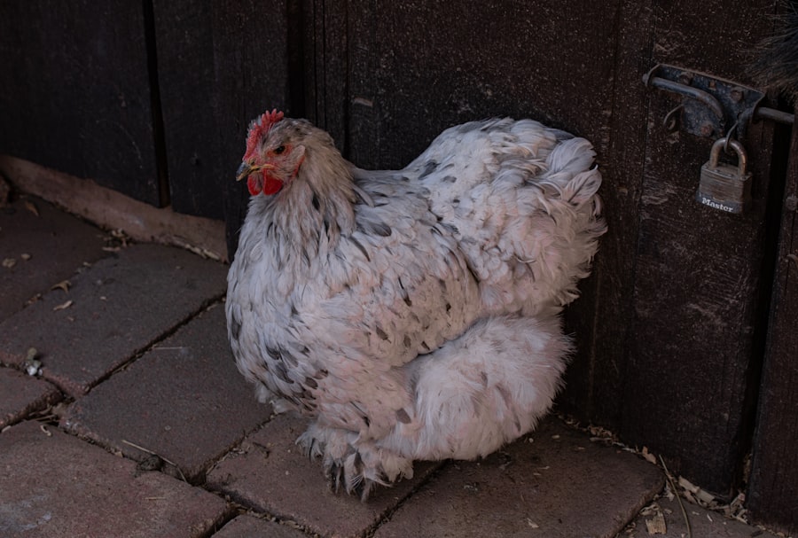Photo chicken leg bento