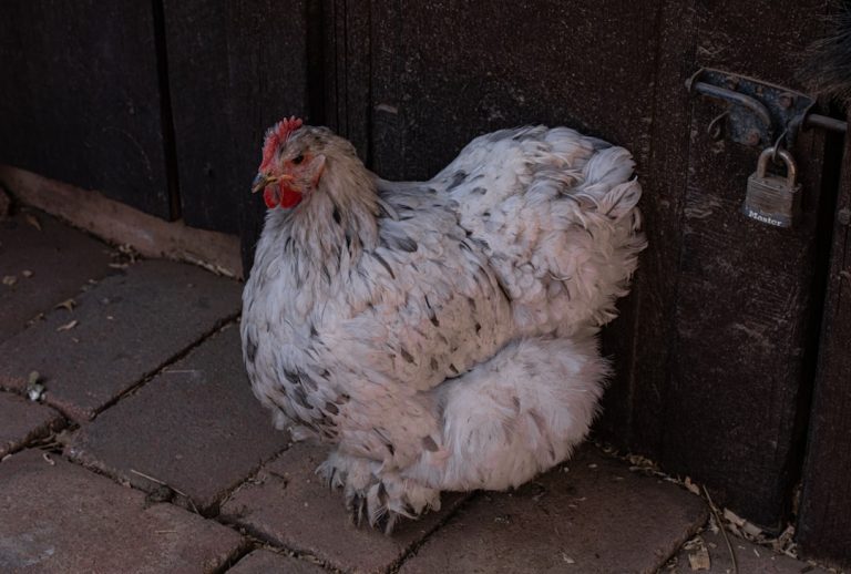 Photo chicken leg bento